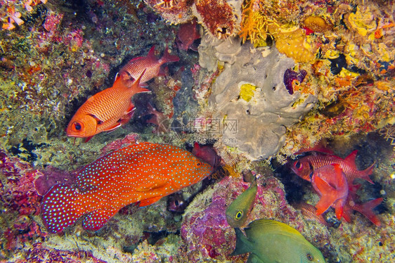 珊瑚群切帕洛福奥利斯微型山区伊曼太鱼珊瑚礁南阿里环马尔代夫印度洋亚洲海头孢菌属印度人图片
