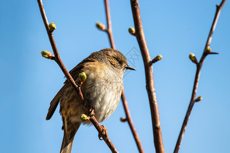 天灰背景活动纹状体树枝背景的蓝色天空上灰抓苍蝇树枝上的灰抓苍蝇
