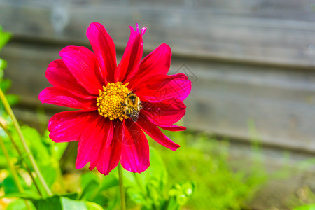 盛开花园明亮的蜜蜂授粉红色大宇宙花朵团紧闭图片