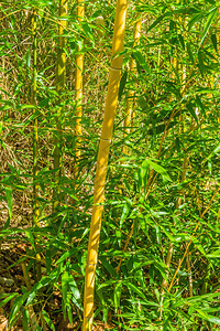 草本植物有绿叶树纹理背景的竹草植物干光束场地图片
