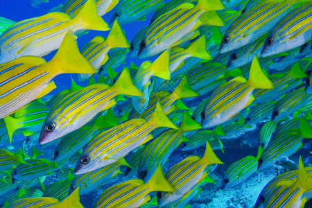 蓝条纹鲷鱼Lutjanuskasmira北阿里环礁马尔代夫印度洋亚洲AlbertoCarrera水下生物学印度人图片