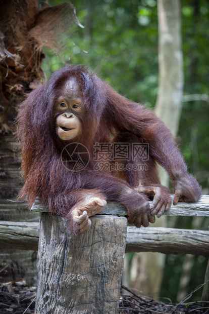 生活关闭婆罗洲猩的全身和脸濒危女图片