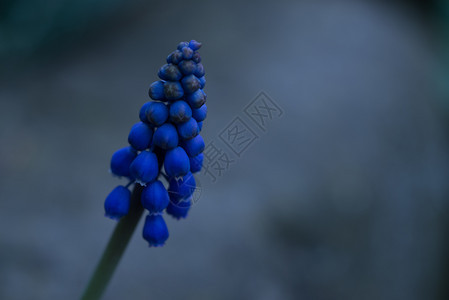 盛开紫色的蓝葡萄HyacintthMuscari纤维树花瓣图片