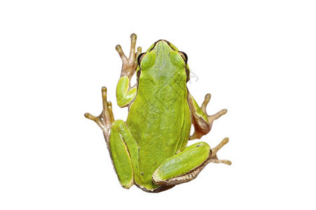 动物群白背景隔离的欧洲绿树青蛙你设计的全长野兽HylaarboreaHylaarborea绿色荒野图片