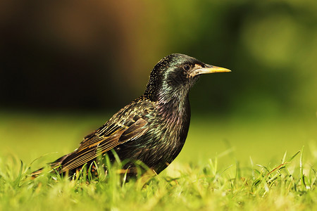 在草坪Sturnus粗俗地站立黑色的鲟科观鸟图片
