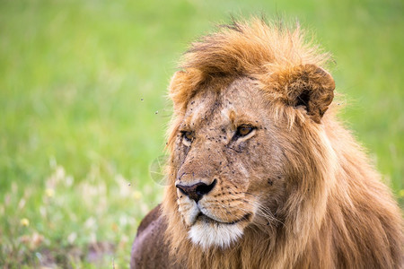 猫眼睛环境肯尼亚稀树草原上一头狮子的面孔肯尼亚稀树草原上一头狮子的面孔图片