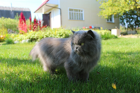 好的温暖波斯猫在绿草上散步漂亮的波斯猫在绿草上散步看图片