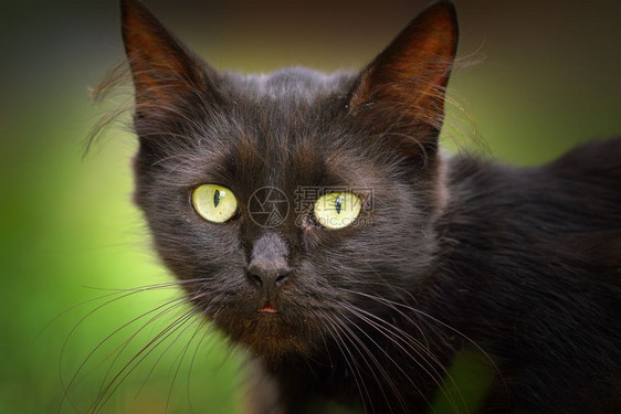 黑暗的可爱猫脸家畜肖像生物男图片