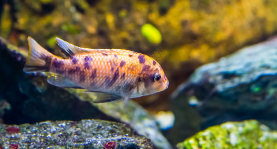 紧闭着一只青橙子紫色斑cichlid热带幼鱼流行水族馆宠物新鲜的水下图片