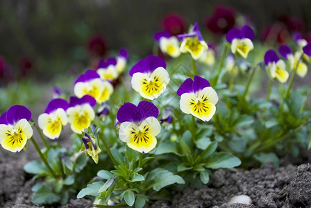喜悦植物群春天花园里美丽的中提琴三色堇花和平图片