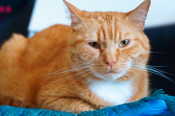 俄罗斯猫咪姜家维护良好的干净蓬松猫维护良好的干净蓬松猫姜家动物图片