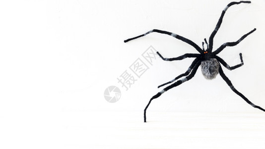 有毒昆虫可怕的玩具蜘蛛万圣节肢动物图片