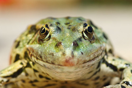 池塘沼泽青蛙肖像看着摄影机Peophylaxridibundus两栖类好奇的图片