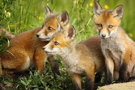 哺乳动物常设欧洲红狐狸兄弟们一起站在靠近火山口棕色的图片