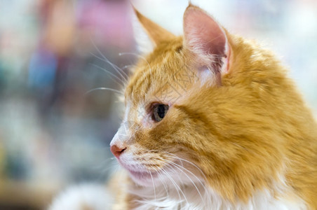 美丽的家养红猫干净健康修饰过的红猫干净健康修饰过宠物自在头发图片