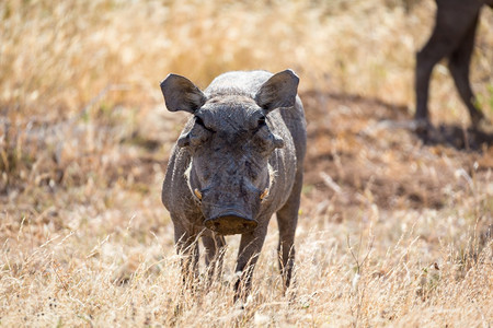 国民草地中的疣猪肖像草地中的疣猪肖像一种男图片