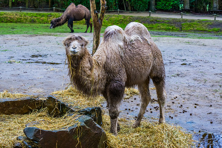 白骆驼和湿毛皮咀嚼着一些干草来自亚洲的驯养动物吃学负担图片