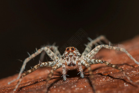 自然狼蜘蛛是Lycosidae家族的一分子他们叫Lycosidae户外腹部图片