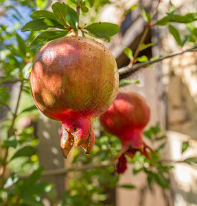 自然乐府塞浦路斯洛福一个院子树枝上的多彩石榴水果花园图片