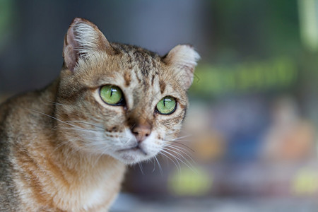 哺乳动物浅棕色和奶油的孟加拉猫以恳求为目的好奇灰色图片