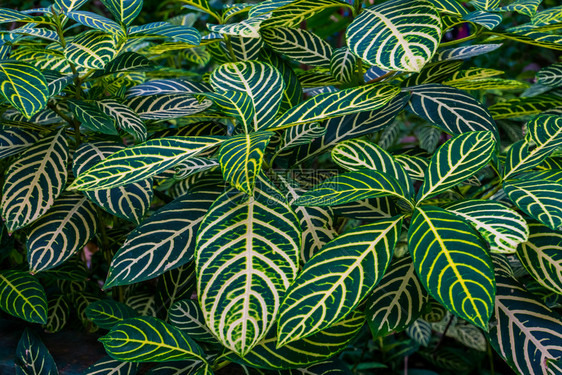 贵族静脉斑马植物叶子桑切西亚物种黄叶绿色的自然背景热带园圃等叶子的关闭受欢迎图片