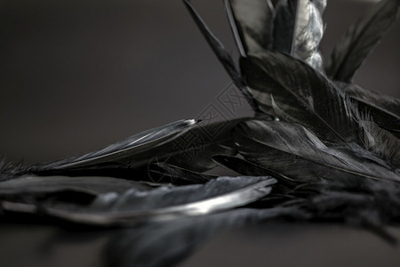 蓬松的时尚黑色羽毛抽象背景纹理深色现代设计鸟翼概念和平黑色羽毛抽象背景纹理黑暗现代设计鸟翼和平美丽的图片