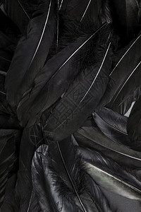 黑色羽毛抽象背景纹理深色现代设计鸟翼概念和平黑色羽毛抽象背景纹理黑暗现代设计鸟翼和平淑女鹅毛笔柔软度背景图片
