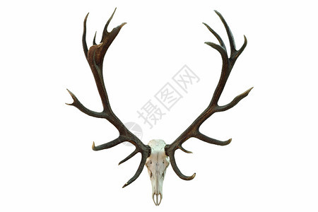 骨骼超过巨大的红鹿头骨有美丽的鹿角猎杀战利品在白色背景上隔绝动物图片