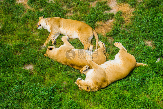 女狮子座睡眠一群在起的雌狮子在草地上社会狮子行为来自非洲的脆弱动物种群中睡觉很亲密图片