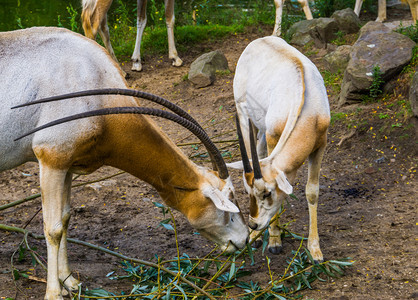 白色的荒野羚羊两只铁矿石一起吃叶子蚂蚁饮食在野外灭绝的动物种图片