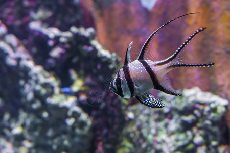 来自千盖岛的热带鱼类来自东岛的龙头鱼宠物蝼蛄科邦盖图片