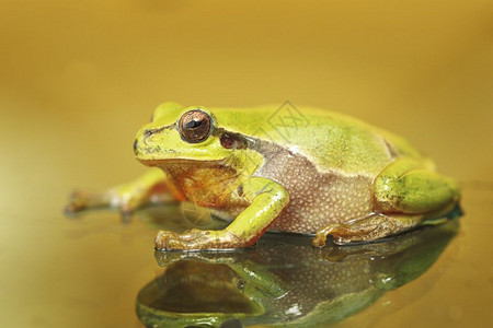 爬虫学濒危可爱的多彩绿树青蛙HylaArborea两栖类图片