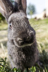 野生动物绿草原上的小兔子草地上的野兔耳朵棉尾图片