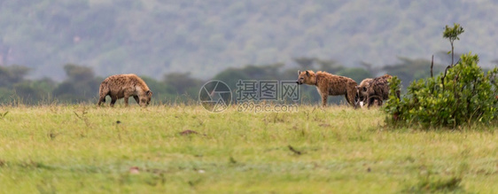 公园土狼家族躲在高草地上土狼家族躲在高草地上克鲁格干燥图片