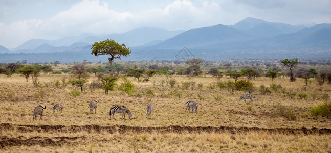 金合欢风景优美肯尼亚的观有动物树木和山丘草原图片