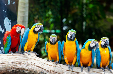 树上坐着多彩的金刚鹦鹉丰富多彩的动物园生活图片