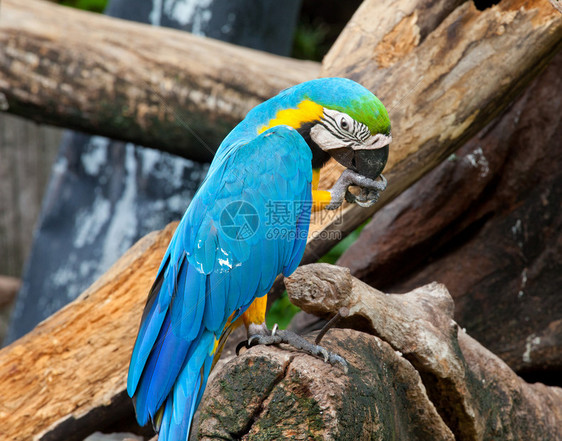 蓬松的生动坐在一棵树上的有色金刚鹦鹉蓝的图片