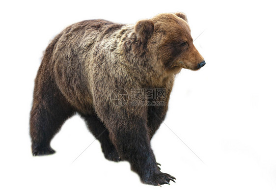 孤立在白色背景上的大棕熊孤立在白色背景上的大棕熊捕食者白天危险的图片