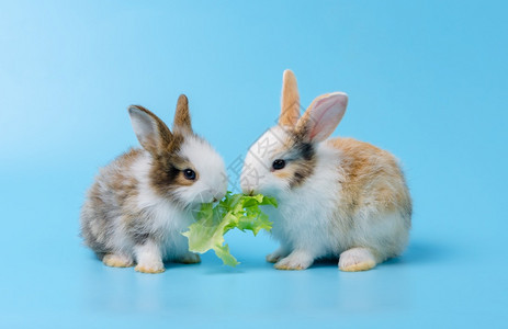 两只兔子吃绿色生菜图片