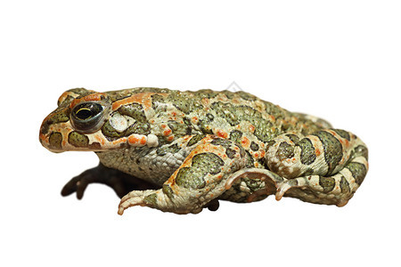 泡芙特丑陋可爱的Bufotesviridis或被白背景隔绝的普通绿欧洲青蛙图片