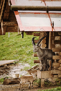 垂直的山羊胡和在他们家附近山羊和畜牧业图片