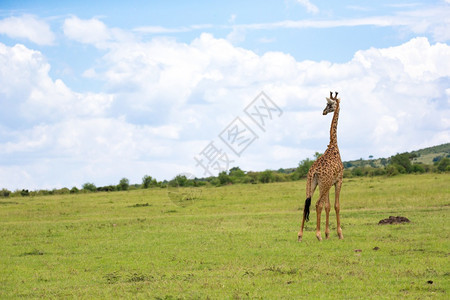 一头长颈鹿穿过肯尼亚的草地长颈鹿穿过肯尼亚的草地中心非洲人荒野图片