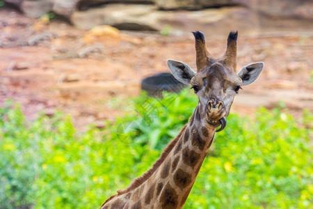 肯尼亚苹果浏览器灌木周围长颈鹿峰的舌头和脸乐趣图片