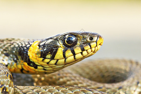 爬虫学美丽的Natrixnatrix肖像普通的草蛇荒野图片