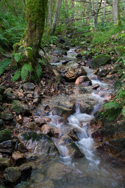 旅游森林中的小溪沿西班牙阿斯图里亚的圣地哥卡米诺道一带的林地景观风优美图片