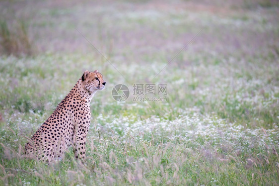 自然速度桑布鲁肯尼亚公园草原上的猎豹公园草原上的猎豹图片