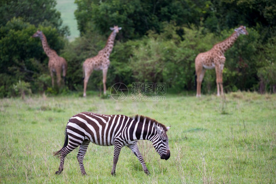 坦桑尼亚非洲人苹果浏览器肯尼亚大草原中部的一些斑马肯尼亚大草原中部的斑马图片