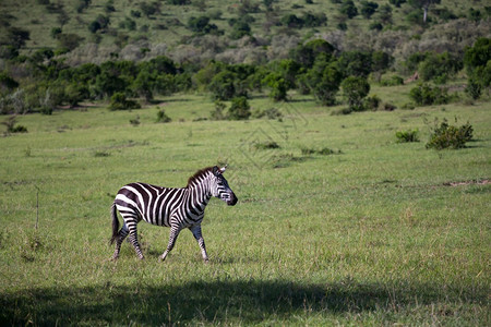 非洲人草食动物肯尼亚大草原中部的一些斑马肯尼亚大草原中部的斑马萨凡纳图片
