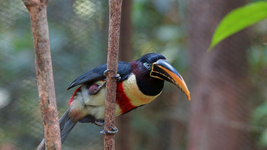 丛林动物园常见的厄瓜多尔亚马逊树枝上的巨嘴鸟常用名Pichilingo学名Pteroglossuscastanotis图片