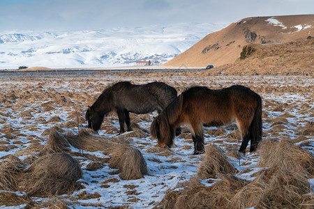 冬季旅行冰岛的传统马冰古老匹EquusCaballus国内的图片